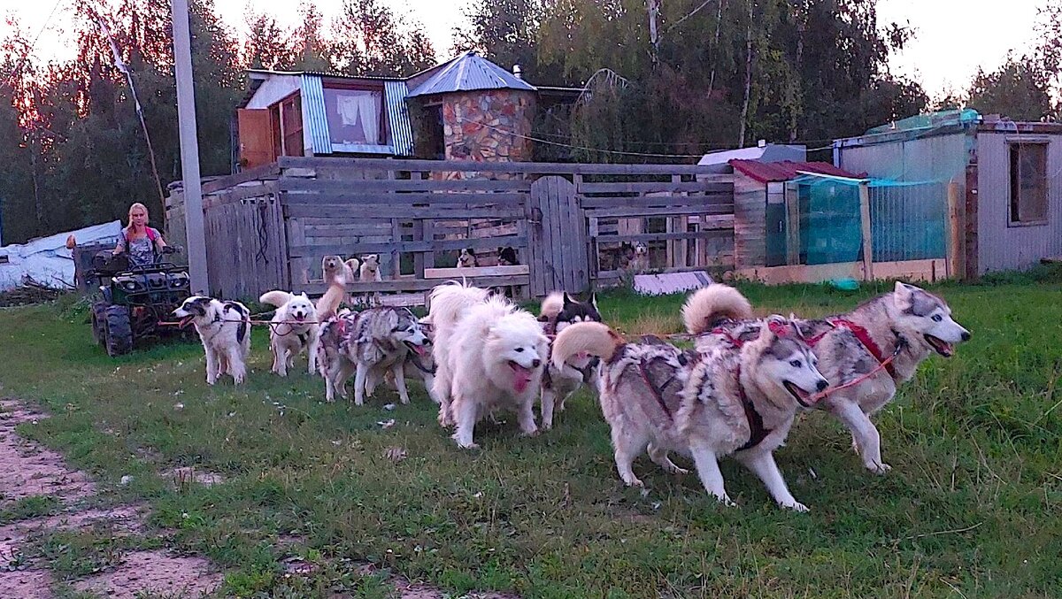 Воспользовавшись тем, что сегодня пятница (разгрузочный день у стаи) и вечером можно запрягаться еще не в темноте, мы с Никой собрали упряжку из почти всех сук (за исключением Нуты), она помахала мне