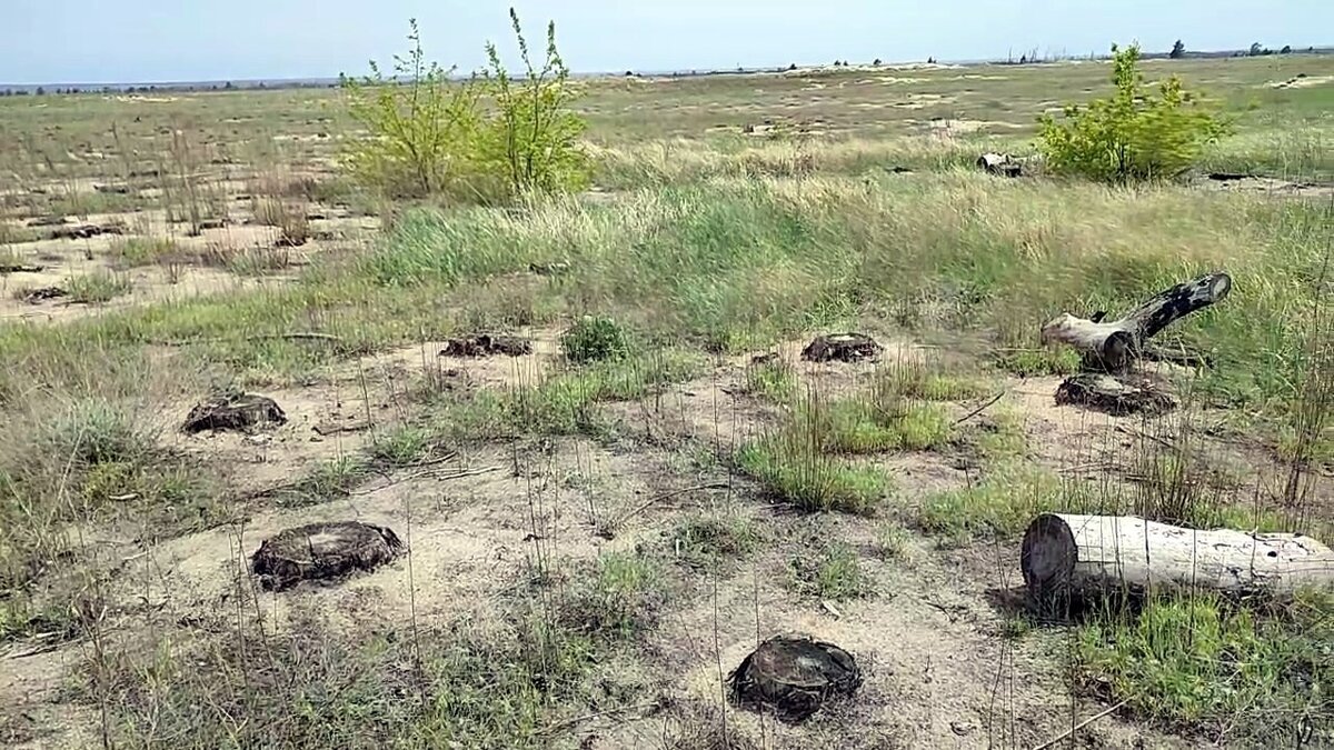     На территории сгоревшего Кундрюченского леса ростовчане до сих пор наблюдают сгоревшие пеньки. Здесь не видно никакой компенсационной высадки. Хотя по ожиданиям, уже давно должны появиться густые «сибирские» леса, сообщил RostovGazeta эколог Алексей Лебедев.