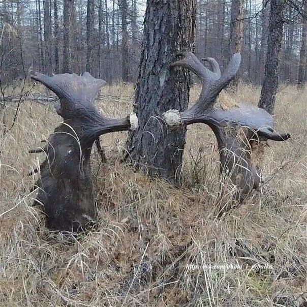 СТАНДАРТ Рога оленя для собак