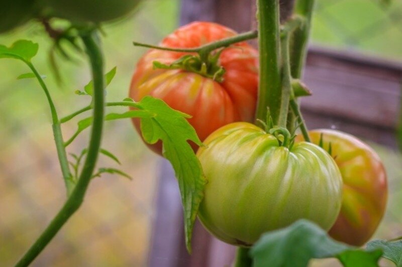 Как предотвратить желтые пятна на помидорах