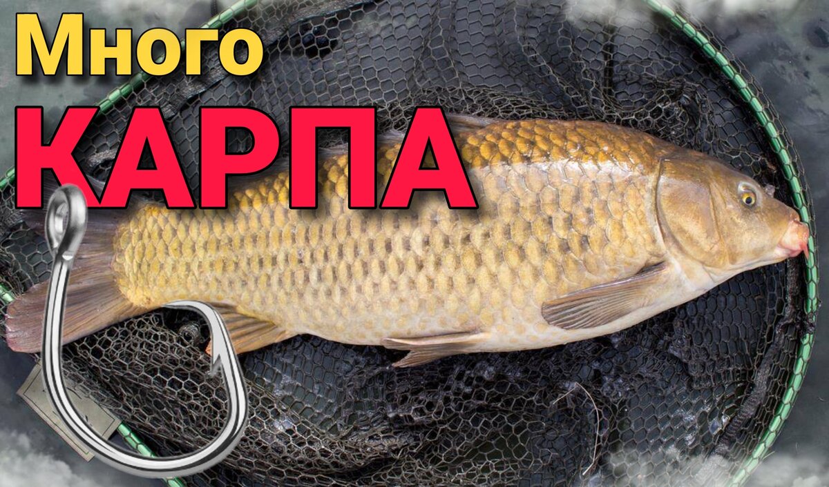 КАК ПОЙМАТЬ МНОГО КАРПА / РЫБАЛКА НА ФИДЕР / FISHING. | Клëв | Дзен