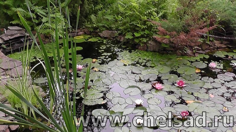 Чтобы Кувшинкам было комфортно в вашем пруду, вода должна быть достаточно чистая - моё фото