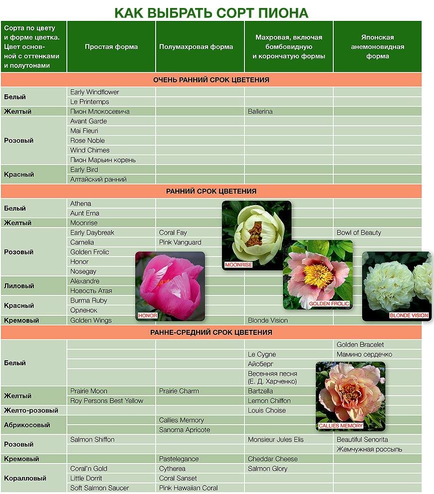 Подборка сортов пионов для максимально долгого цветения | Supersadovnik.ru  | Дзен