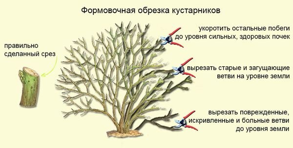 Формировка кустарника 