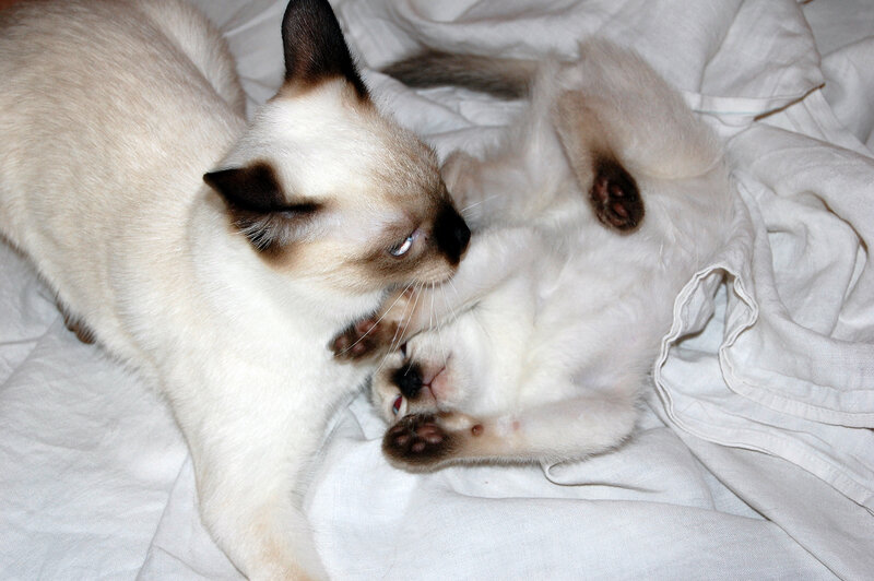 Кажется, этот малец зарвался, надо его проучить