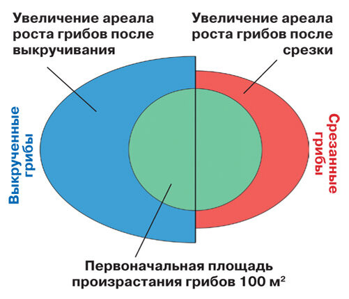 Срезать или выкручивать? Российские учёные провели эксперимент, чтобы раз и навсегда решить этот вопрос. Выводы могут вас удивить!