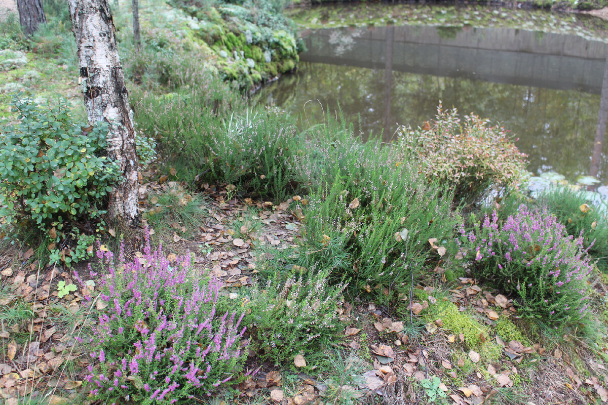Наш сад в октябре, розовым цветут сортовые верески, дикие уже отцвели