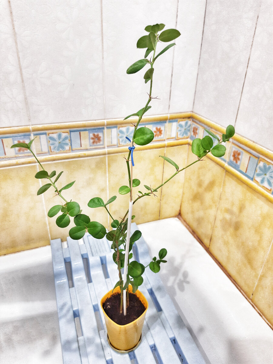 Вот такая Карисса у меня появилась в конце ноября 2022г.