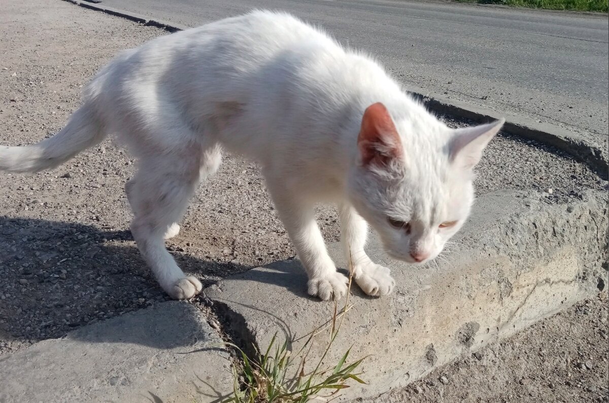 Кот три дня прожил на остановке, а потом исчез