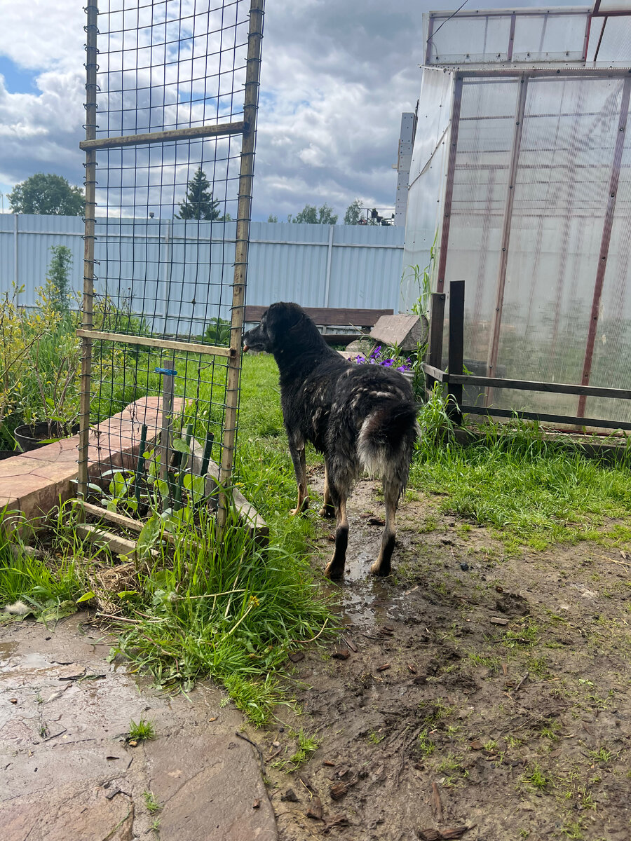 Арчунька стоит передо мной и дразнит меня своей нечесанной попой!)