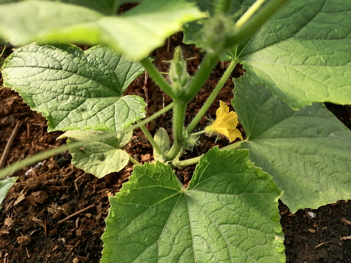 В центре жёлтый цветок это пустоцвет. Из него огурец не разовьётся.