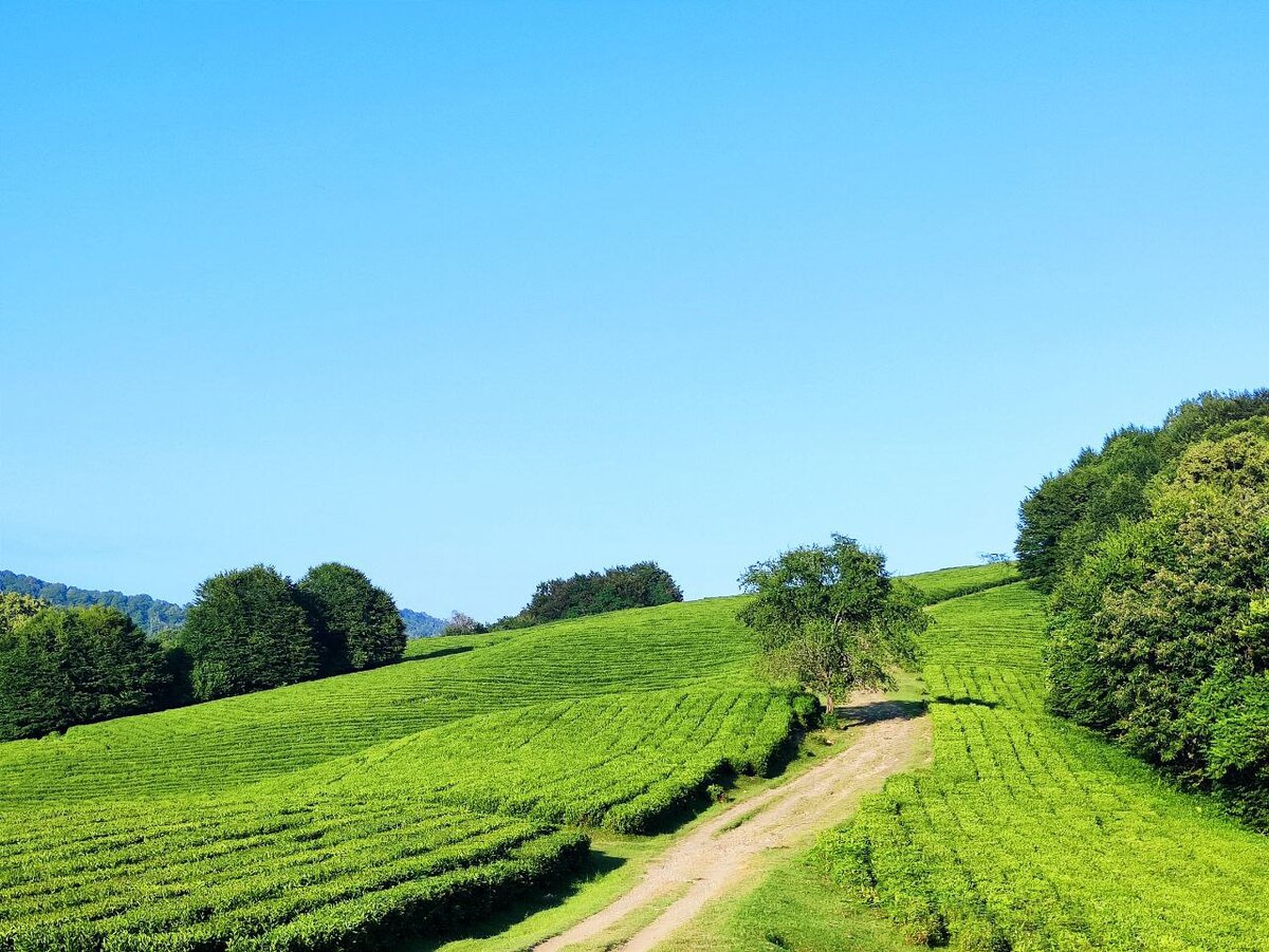 Мацеста, чайные плантации