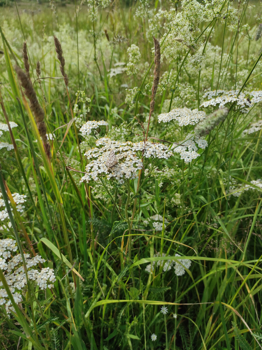 На цветах можно встретить бабочек