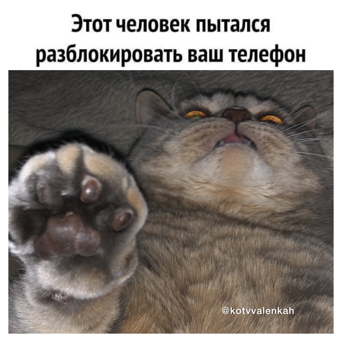 Pets Trying To Unlock Their Owners Phone And Fail Miserably Cute cat memes, Cute