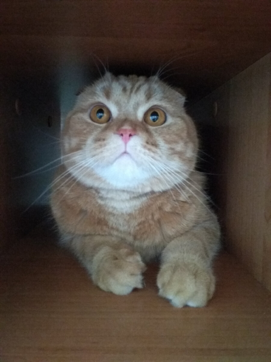 Маффин - наш маленький Будда 