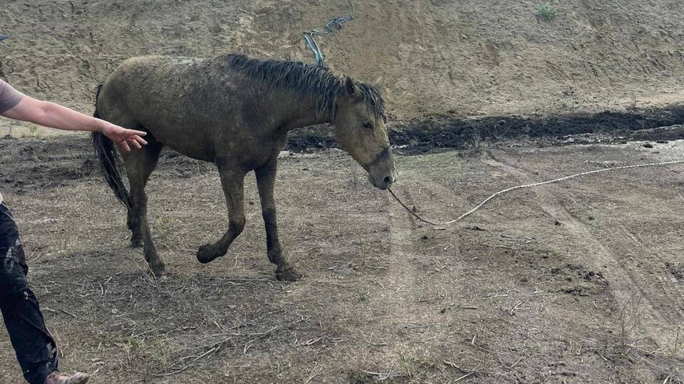     В Ставропольском крае спасли лошадь, которая увязал в грязи в оросительном канале, сообщает Противопожарная и аварийно-спасательная служба региона.