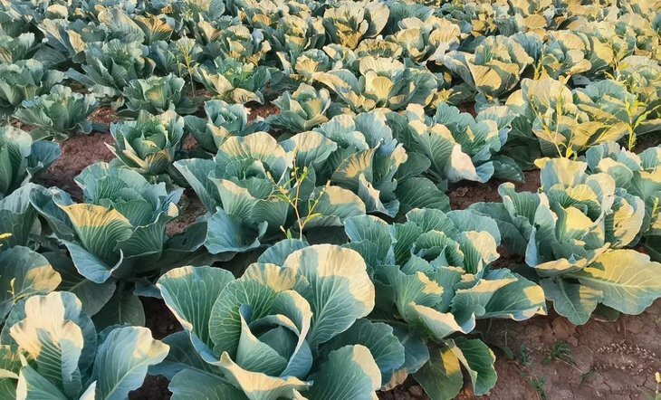    Поддержка инфраструктуры сбыта продукции предприятий малых форм - особое направление государственной аграрной политики