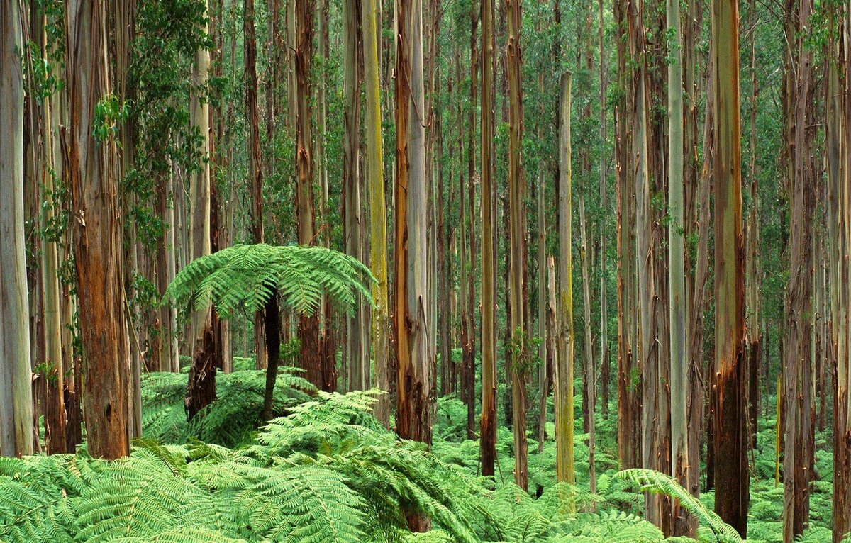 Эвкалиптовый лес в Австралии. Натуральные материалы для экологичной одежды. Лиоцелл из эвкалипта.