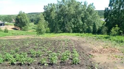 Что растет . В огороде . На даче . Прошел месяц . Посадка семян . Окучиваем картошку. Прополка . Редис . Посмотрите видео. Что выросло