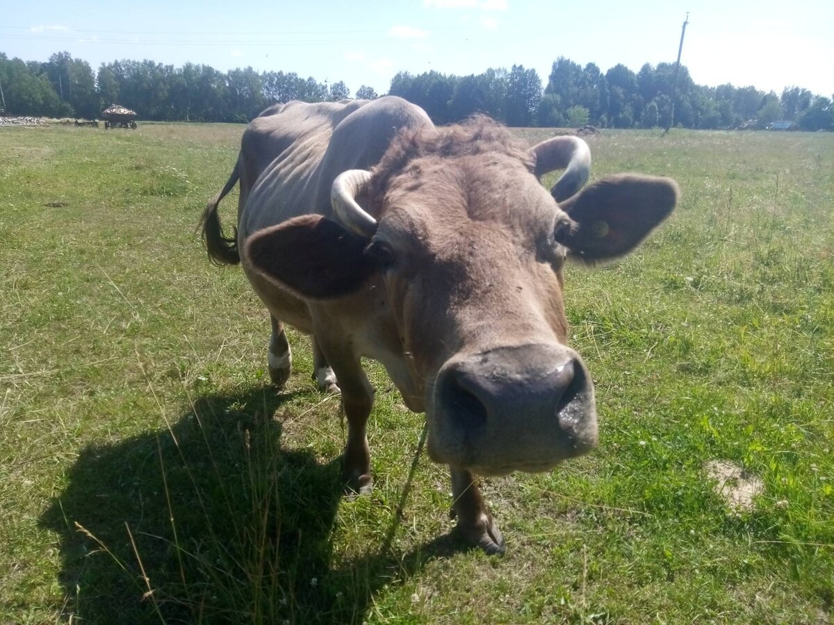 Очень натуралистично, значит жизненно согласитесь.
