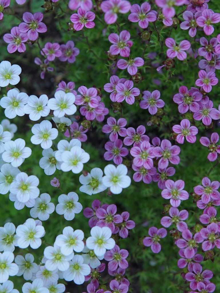    Камнеломка Арендса