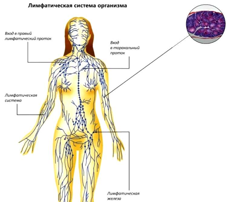 Лимфа включает. Лимфатическая система человека анатомия. Лимфатическая система схема. Структура лимфатической системы схема. Лимфатическая система Анат.