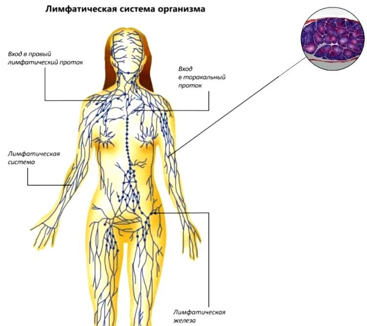Как течет лимфа