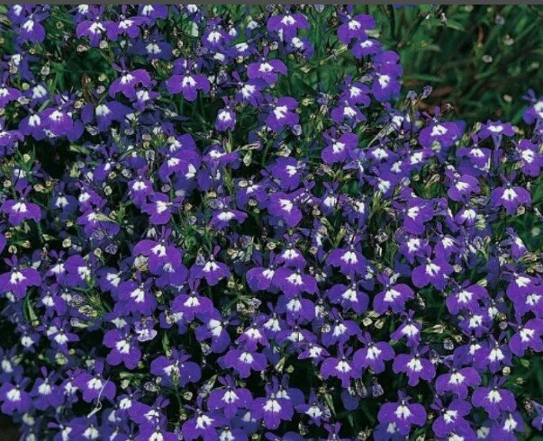 Лобелия Миссис Клибран