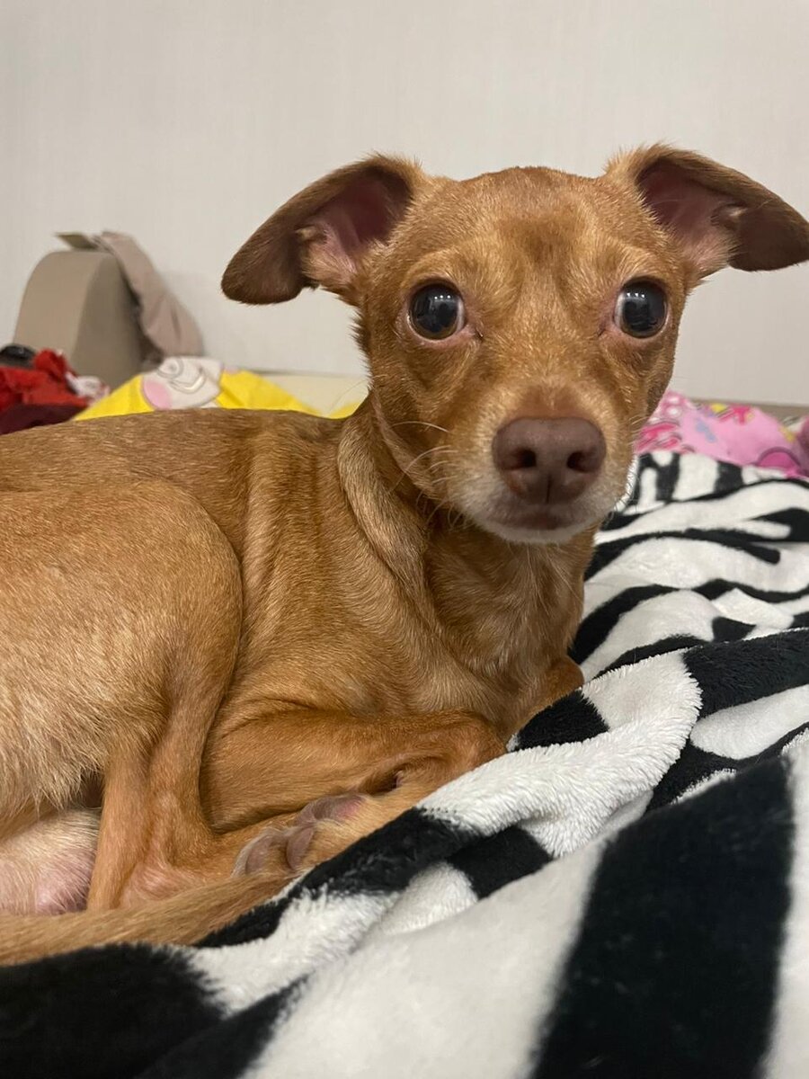 Тимоха.  Русский той.  Фото сделано владельцем канала. 