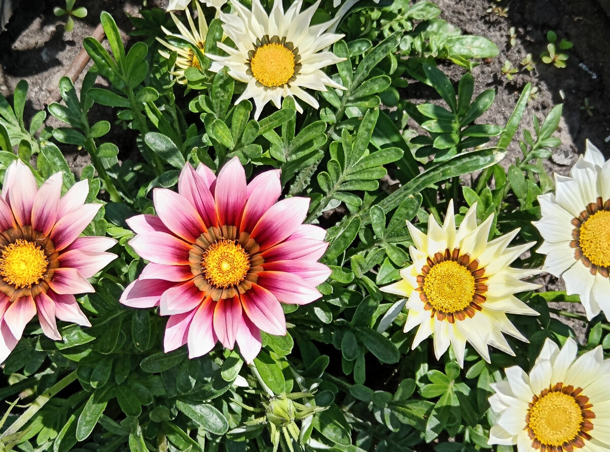 Photo of Spooned Daisy (Osteospermum ecklonis Deluxe FlowerPower ® Spider White)