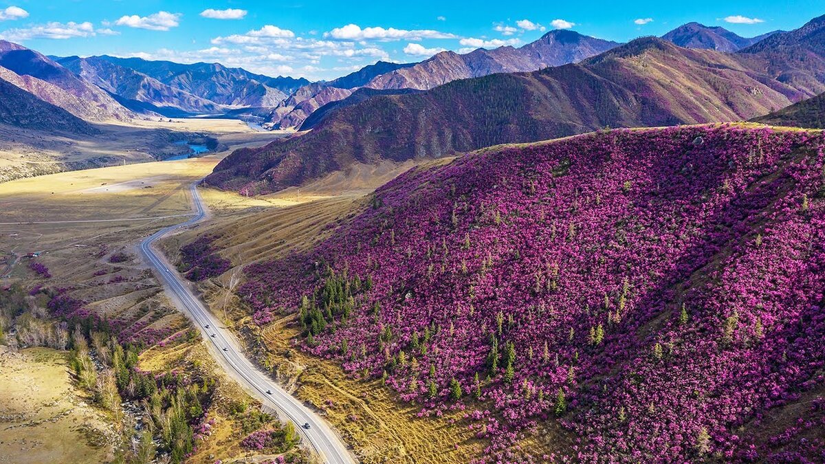 "Цветение маральника" в начале мая. Холзунский тракт.