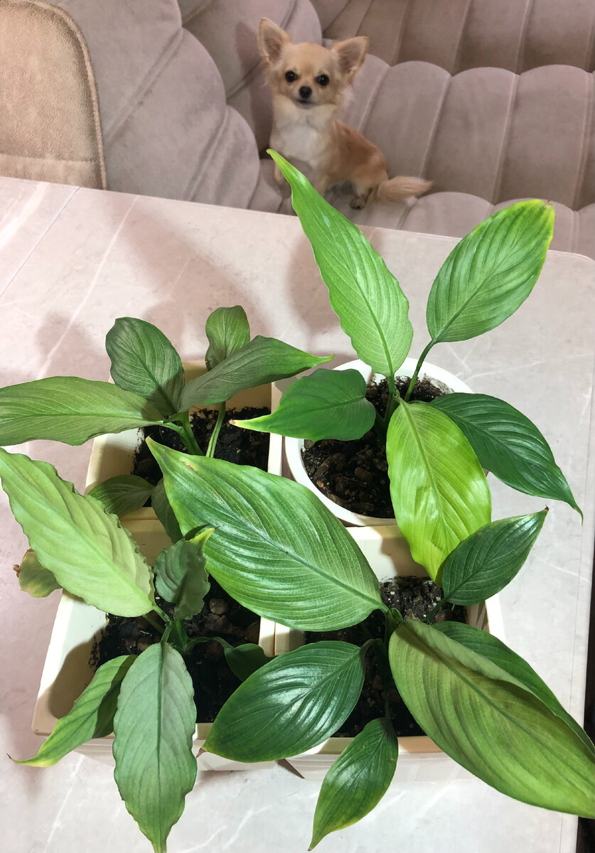 Знакомьтесь с Бусинкой. Это самое дорогое, что есть в моей коллекции живого в доме )))) Шучу. Сладкая собак - большая радость моя, цветочки после нее на втором месте) 