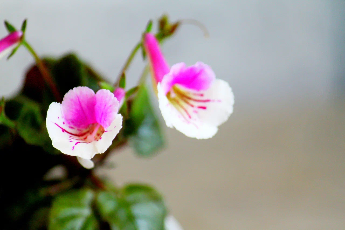 Минисиннингия