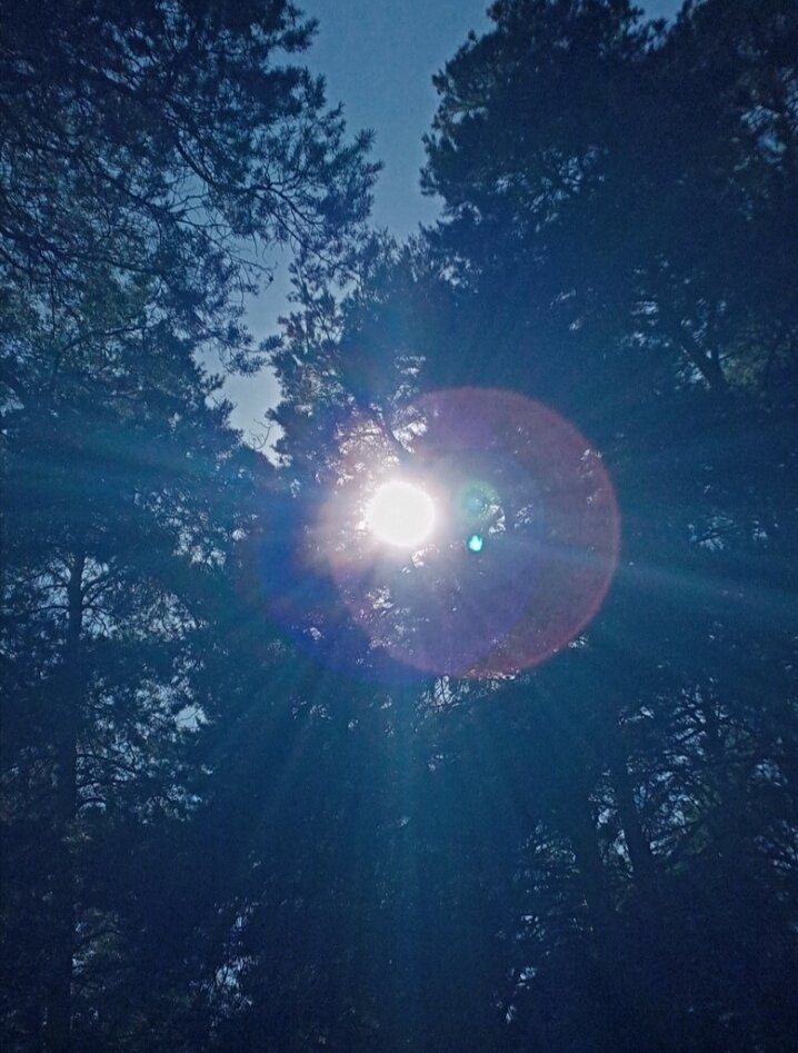 Сквозь сосенки 