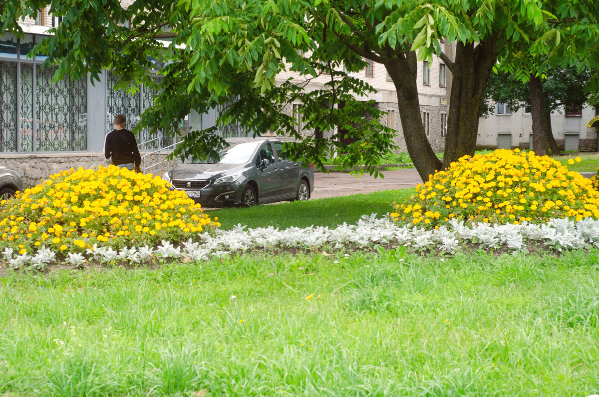 клумбы в городе