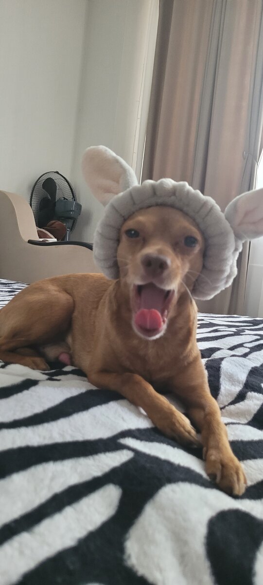 Что то в сон клонит . Тимофей. 