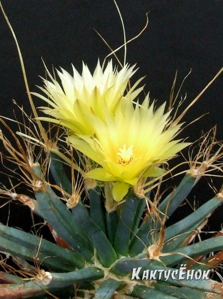 ЛЕЙХТЕНБЕРГИЯ (LEUCHTENBERGIA). черенок. высота - 4 см, диаметр - 3 см, цена по акции - 299 руб., доставка почтой России в любой город России. фото из питомника Кактусёнок. РФ