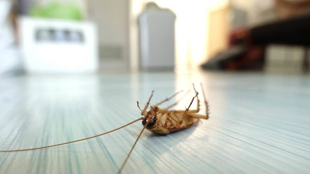 Что за насекомое по фото в квартире