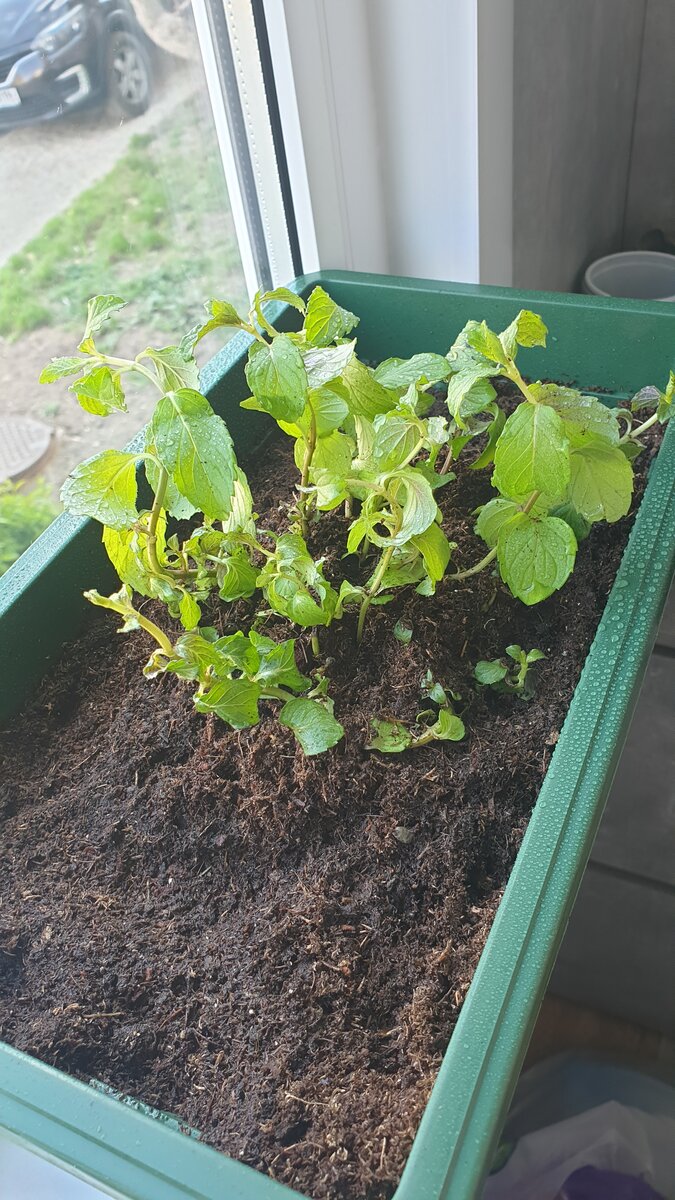 Саженец мяты Апельсин 