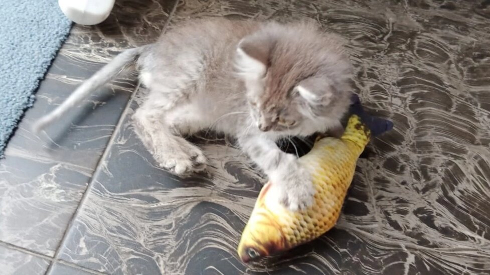 Котёночек стал весёлым. Это даёт хорошие надежды