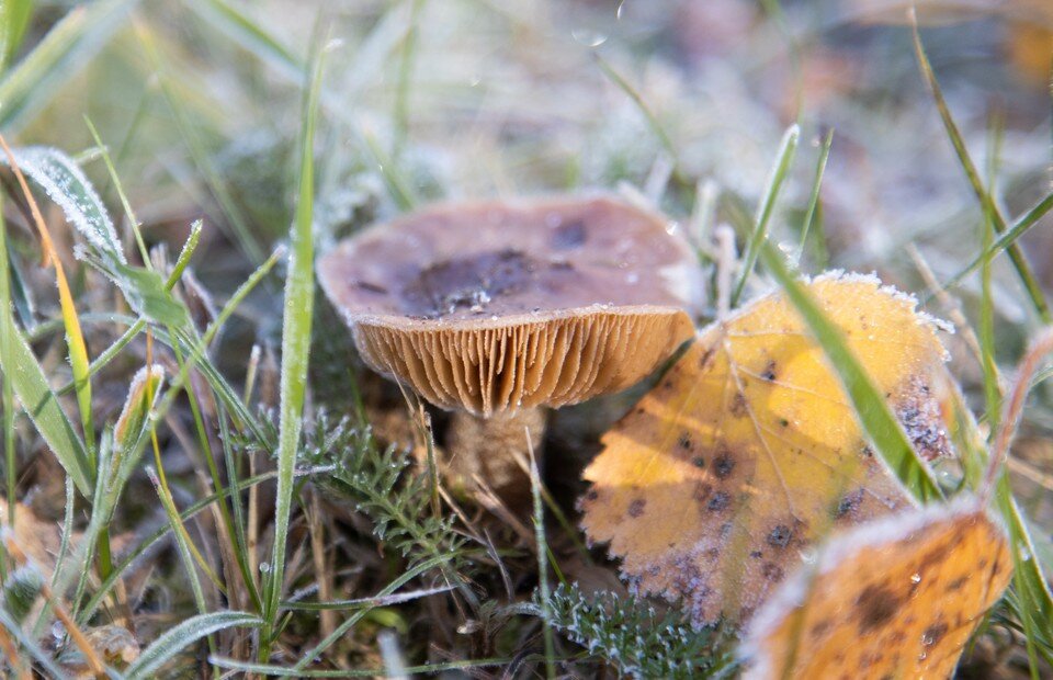    В Приморском крае начался грибной сезон. Николай ОБЕРЕМЧЕНКО