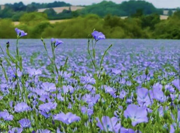 Так цветет лен