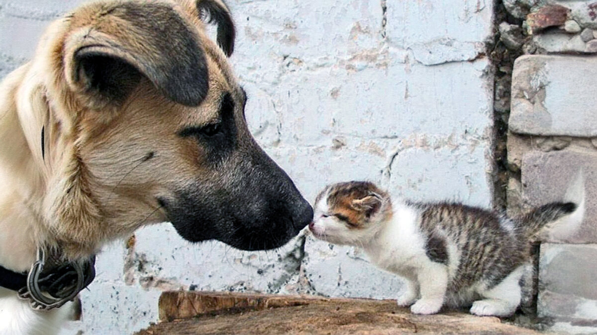 источник фото: djuise.ru