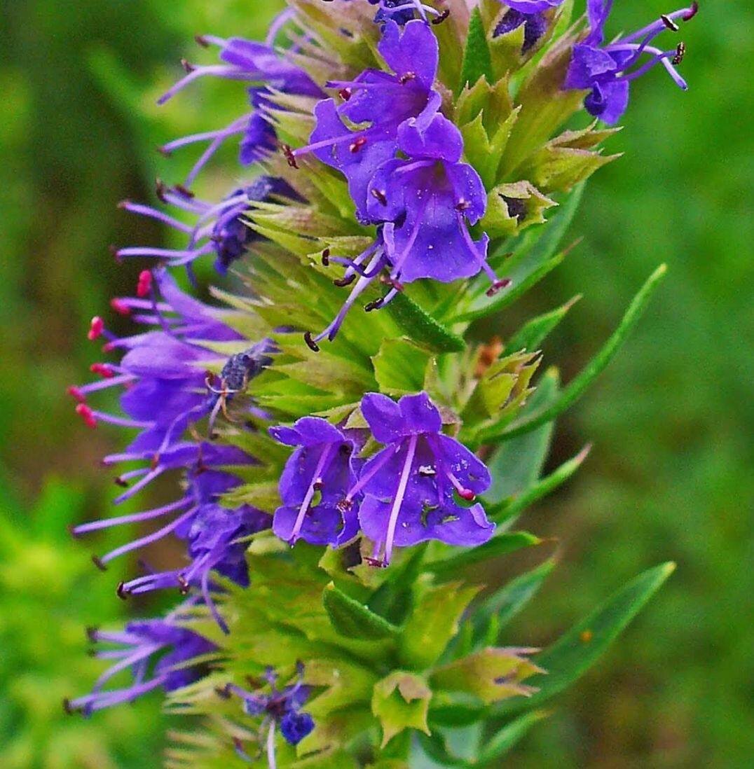 трава иссоп фото и где растет