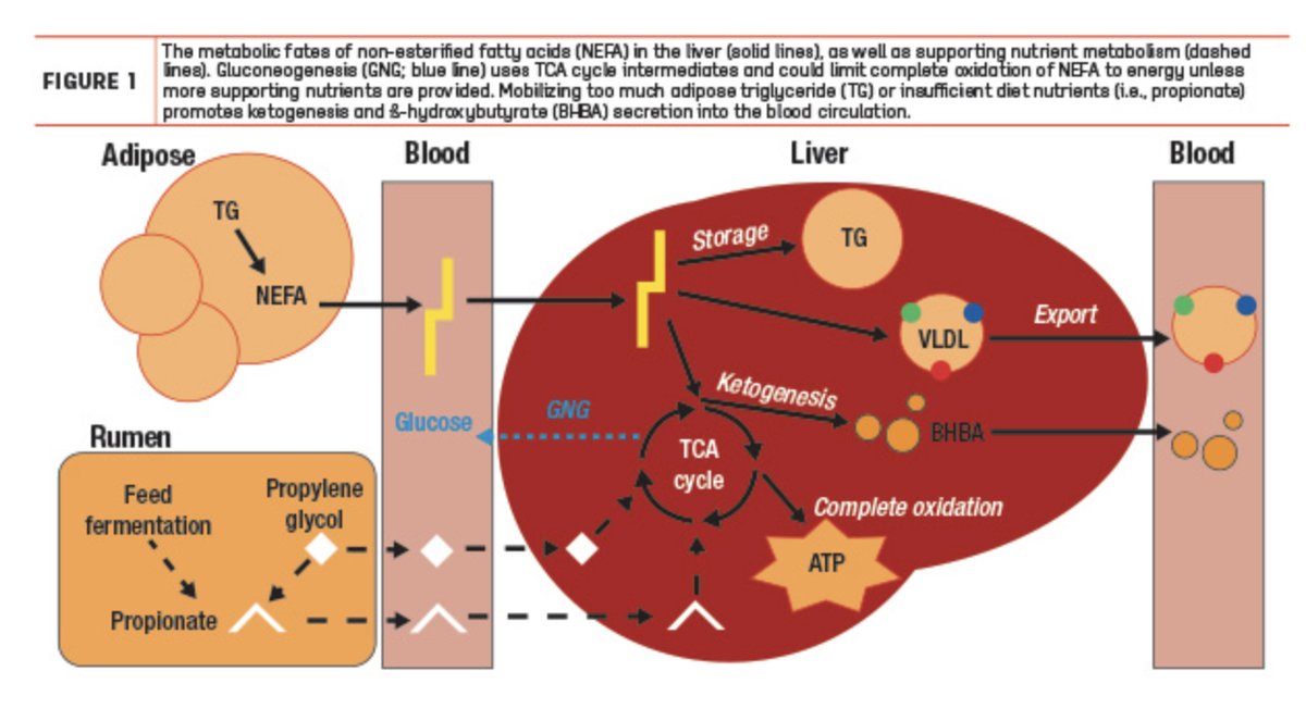 Устойчивость к кетозу. Кетоз патогенез. Семейство д кетоз. Ketosis Chart.