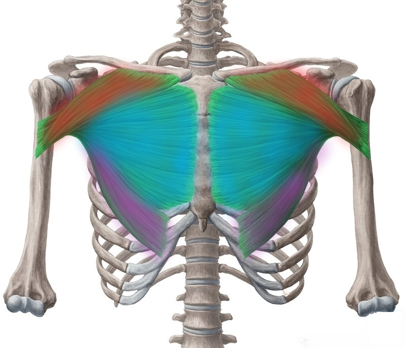 Большие грудные, части мышцы отметил цветами