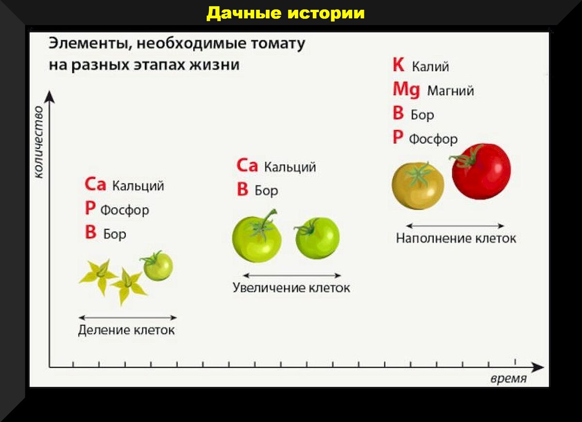 График подкормки томатов