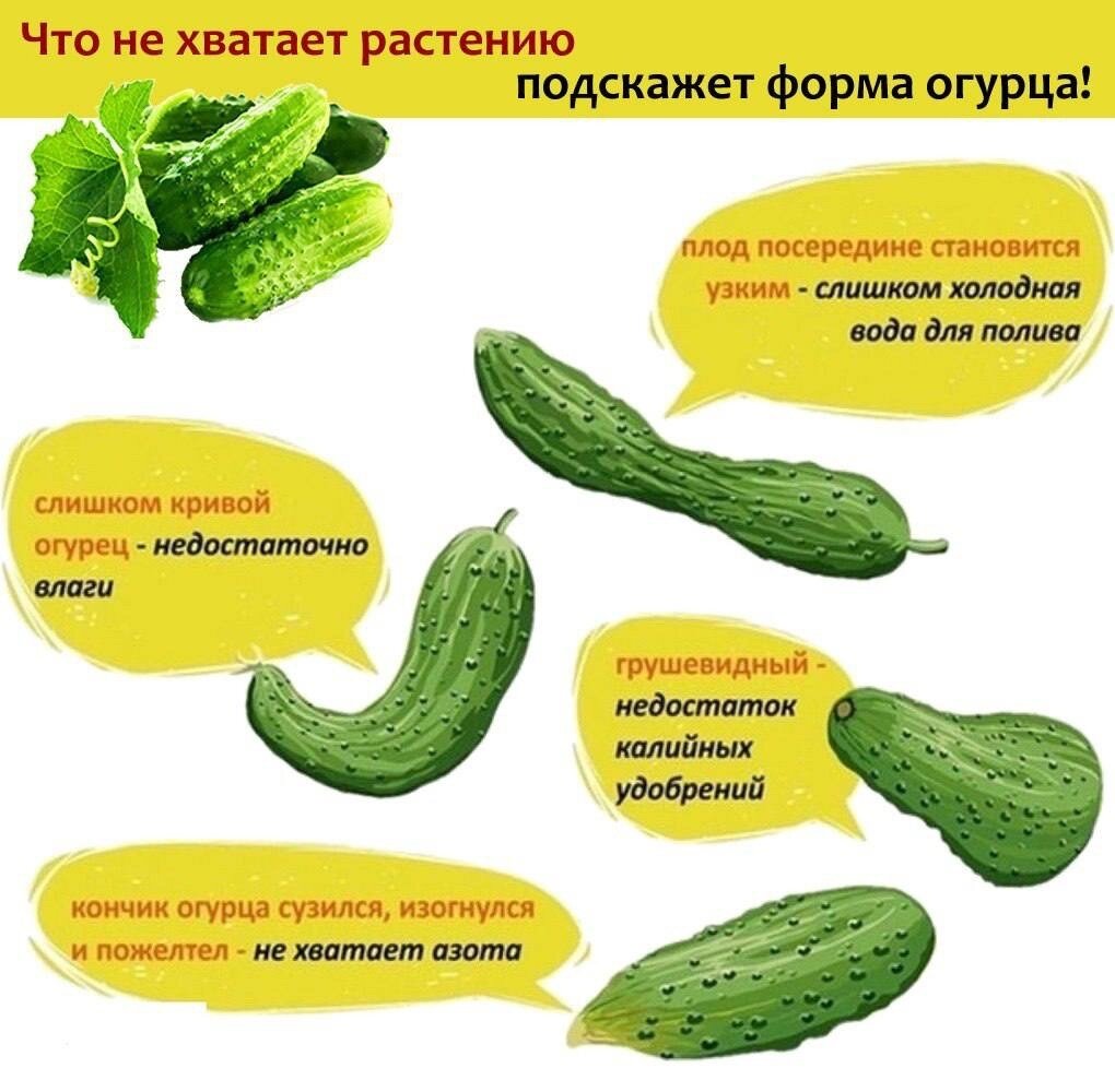 Фото: Россельхозцентр.