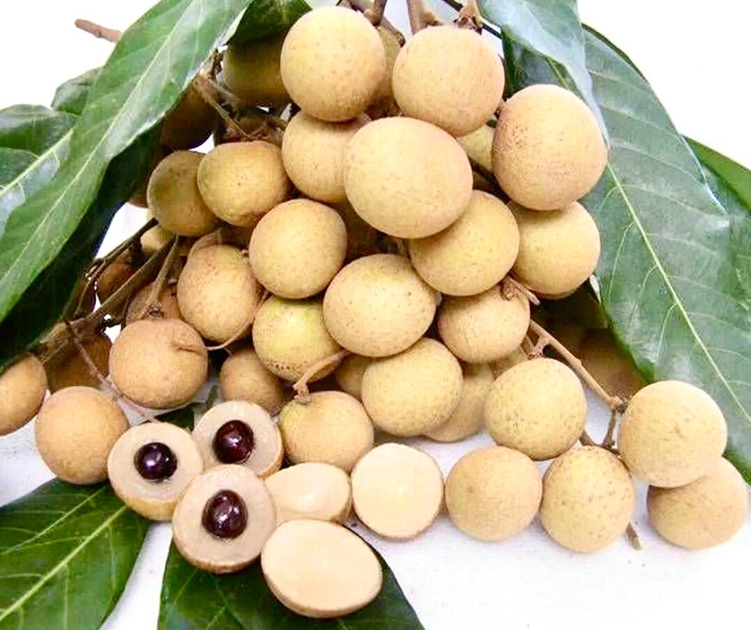 Видимо такие глаза у настоящих драконов. Кому, как не китайцам всё знать про драконов.