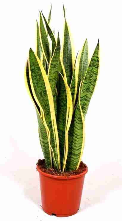 сансевиерия Лауренти (фото из интернета)